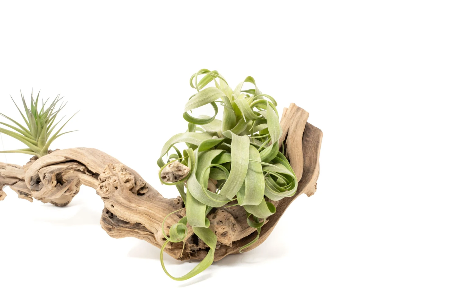 Medium Multi-Branched Grapewood Display - Choose Custom Tillandsia Air Plants 7 Medium Multi-Branched Grapewood Display - Choose Custom Tillandsia Air Plants - Image 7