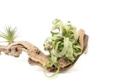 Air Plant World -Air Plant World Tillandsia Air Plant Grapevine Wood Display Medium Multiple 2