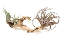 Medium Multi-Branched Grapewood Display With 3 Assorted Tillandsia Air Plants 13 Medium Multi-Branched Grapewood Display With 3 Assorted Tillandsia Air Plants -Air Plant World Tillandsia Air Plant Grapevine Wood Display Medium Multiple 4