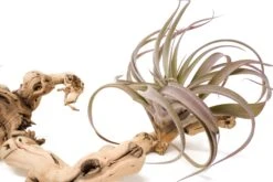 Medium Multi-Branched Grapewood Display With 3 Assorted Tillandsia Air Plants 15 Medium Multi-Branched Grapewood Display With 3 Assorted Tillandsia Air Plants -Air Plant World Tillandsia Air Plant Grapevine Wood Display Medium Multiple 5