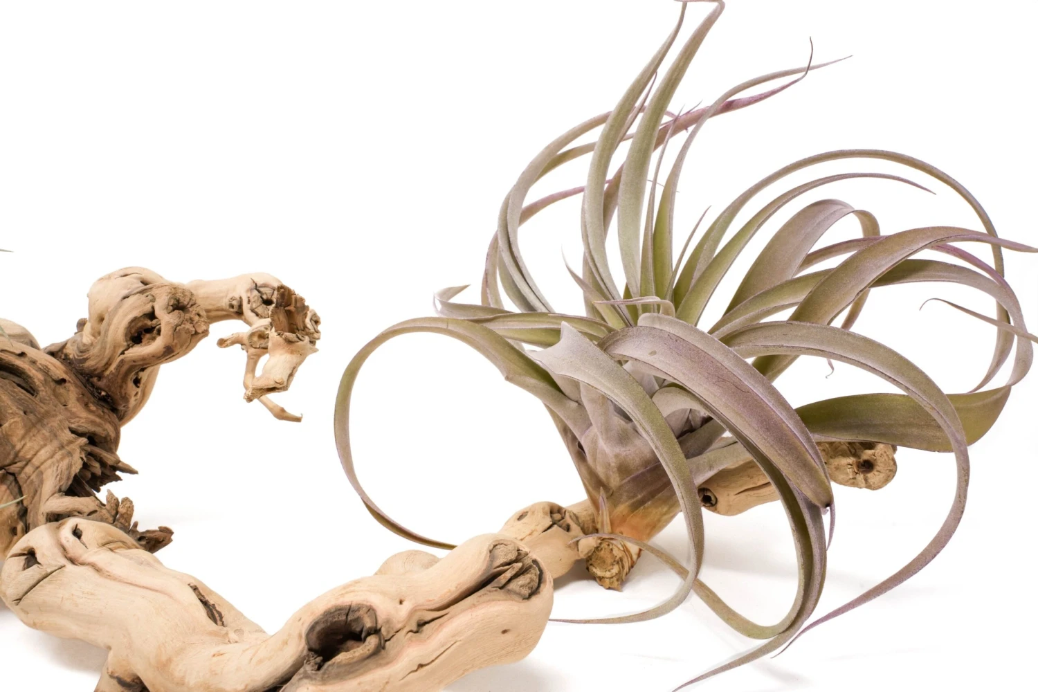 Medium Multi-Branched Grapewood Display With 3 Assorted Tillandsia Air Plants 6 Medium Multi-Branched Grapewood Display With 3 Assorted Tillandsia Air Plants - Image 6