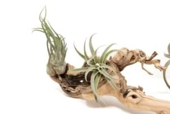 Air Plant World -Air Plant World Tillandsia Air Plant Grapevine Wood Display Medium Multiple 6 1