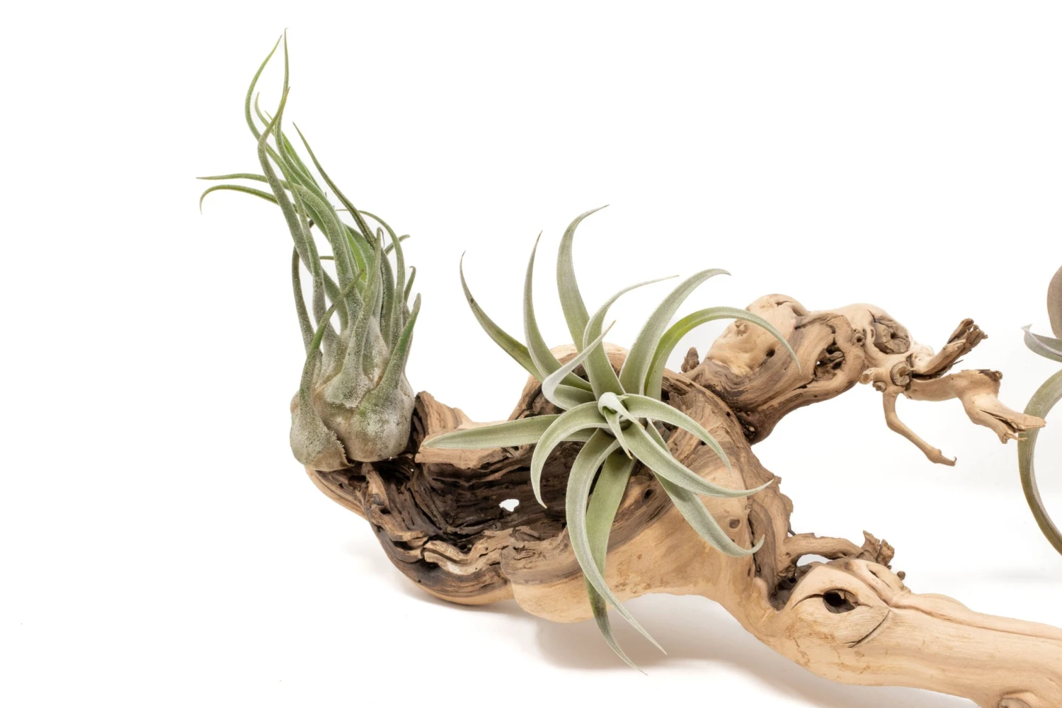 Medium Multi-Branched Grapewood Display - Choose Custom Tillandsia Air Plants 2 Medium Multi-Branched Grapewood Display - Choose Custom Tillandsia Air Plants - Image 2