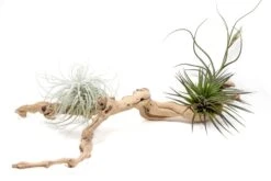 Medium Multi-Branched Grapewood Display - Choose Custom Tillandsia Air Plants 19 Medium Multi-Branched Grapewood Display - Choose Custom Tillandsia Air Plants -Air Plant World Tillandsia Air Plant Grapevine Wood Display Medium Multiple 8 1