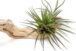 Medium Multi-Branched Grapewood Display - Choose Custom Tillandsia Air Plants 15 Medium Multi-Branched Grapewood Display - Choose Custom Tillandsia Air Plants -Air Plant World Tillandsia Air Plant Grapevine Wood Display Medium Multiple 9 1