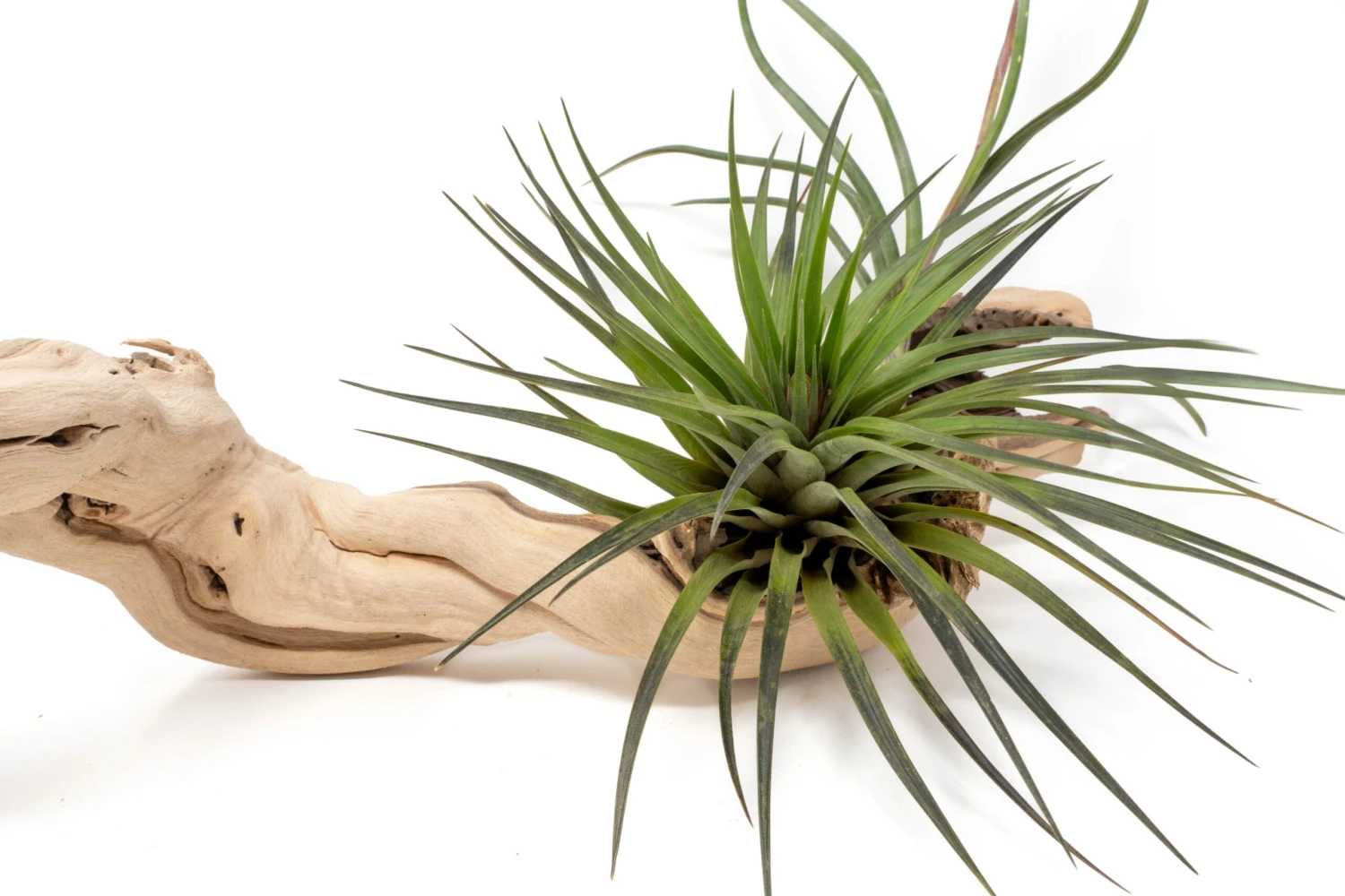 Medium Multi-Branched Grapewood Display - Choose Custom Tillandsia Air Plants 5 Medium Multi-Branched Grapewood Display - Choose Custom Tillandsia Air Plants - Image 5