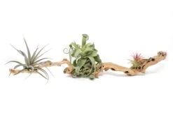 Medium Single Branch Grapewood Display - Choose Custom Tillandsia Air Plants 15 Medium Single Branch Grapewood Display - Choose Custom Tillandsia Air Plants -Air Plant World Tillandsia Air Plant Grapevine Wood Display Medium Single 1
