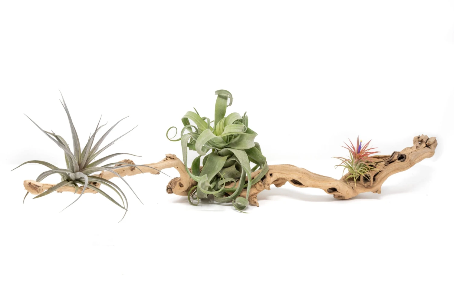 Medium Single Branch Grapewood Display - Choose Custom Tillandsia Air Plants 7 Medium Single Branch Grapewood Display - Choose Custom Tillandsia Air Plants - Image 7