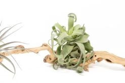 Medium Single Branch Grapewood Display - Choose Custom Tillandsia Air Plants 16 Medium Single Branch Grapewood Display - Choose Custom Tillandsia Air Plants -Air Plant World Tillandsia Air Plant Grapevine Wood Display Medium Single 2