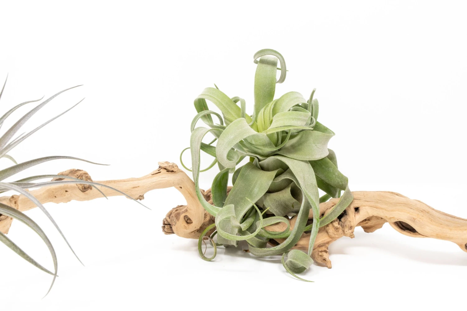 Medium Single Branch Grapewood Display - Choose Custom Tillandsia Air Plants 8 Medium Single Branch Grapewood Display - Choose Custom Tillandsia Air Plants - Image 8