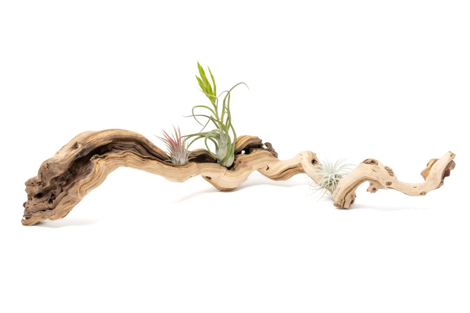 Medium Single Branch Grapewood Display - Choose Custom Tillandsia Air Plants 4 Medium Single Branch Grapewood Display - Choose Custom Tillandsia Air Plants - Image 4