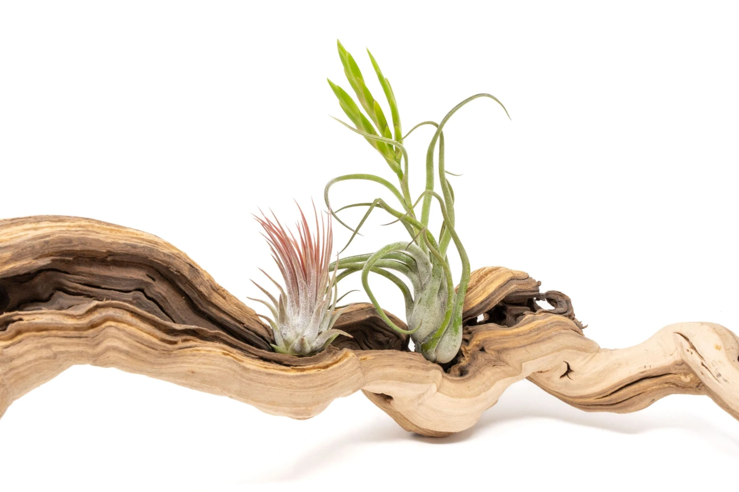 Medium Single Branch Grapewood Display - Choose Custom Tillandsia Air Plants 5 Medium Single Branch Grapewood Display - Choose Custom Tillandsia Air Plants - Image 5