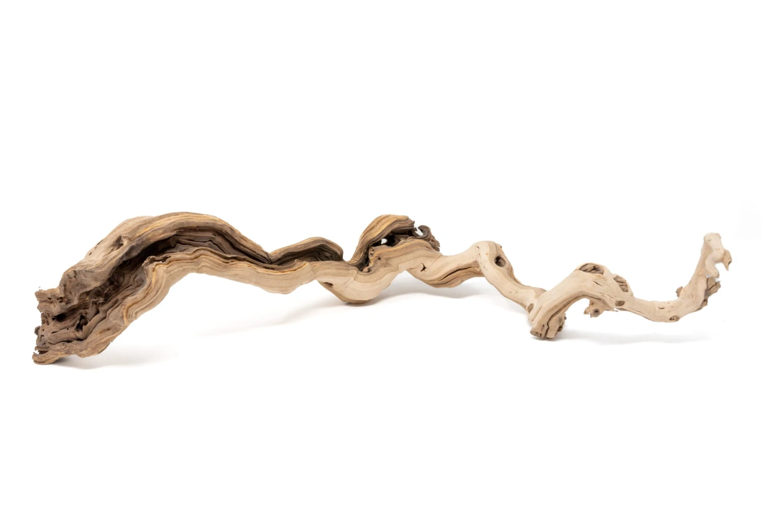 Medium Single Branch Grapewood Display - Choose Custom Tillandsia Air Plants 6 Medium Single Branch Grapewood Display - Choose Custom Tillandsia Air Plants - Image 6