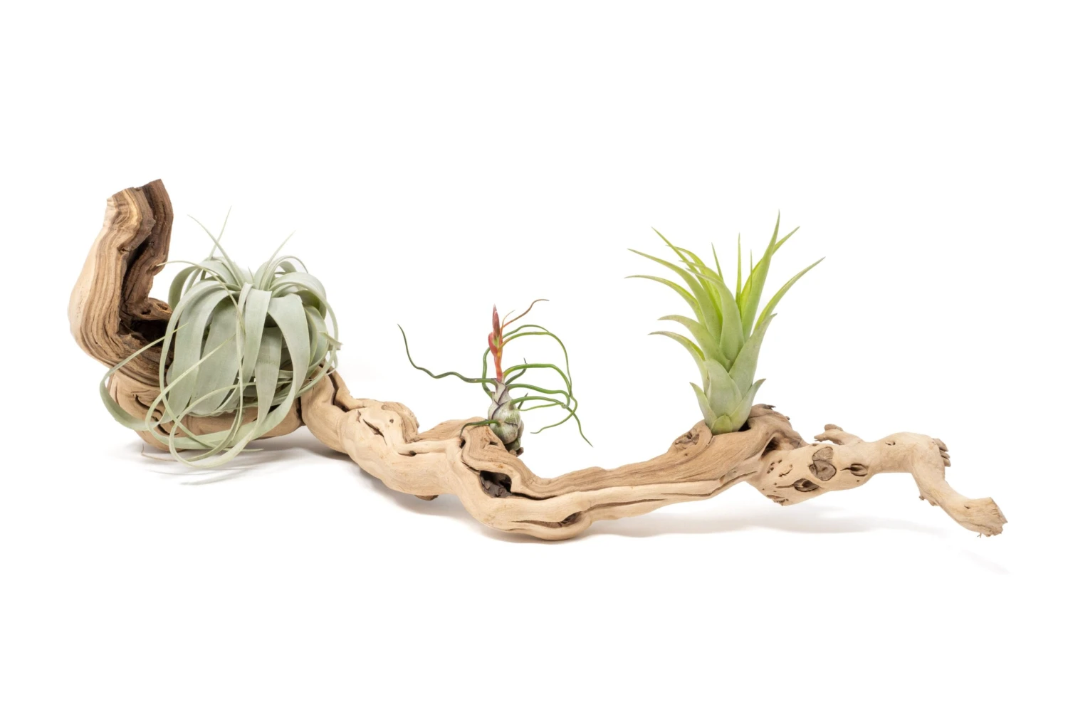Medium Single Branch Grapewood Display - Choose Custom Tillandsia Air Plants 1 Medium Single Branch Grapewood Display - Choose Custom Tillandsia Air Plants