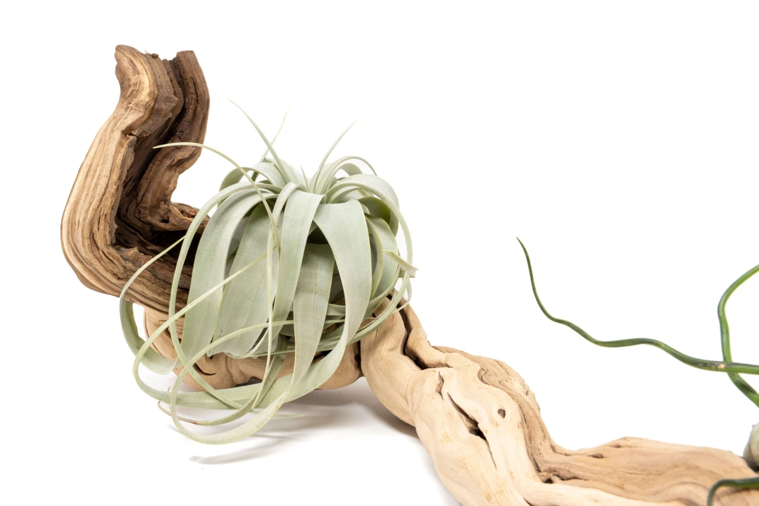 Medium Single Branch Grapewood Display - Choose Custom Tillandsia Air Plants 2 Medium Single Branch Grapewood Display - Choose Custom Tillandsia Air Plants - Image 2