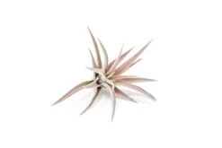 The Elegant Collection Of 5 Tillandsia Air Plants + 1 Year Fertilizer Pack 10 The Elegant Collection Of 5 Tillandsia Air Plants + 1 Year Fertilizer Pack -Air Plant World Tillandsia Air Plant Harrisii 1 61d830cd 3d92 4ba2 85f6 6601715d896e