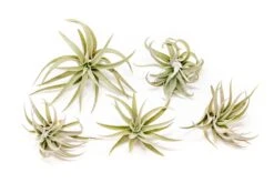 Tillandsia Harrisii Air Plants -Air Plant World Tillandsia Air Plant Harrisii 1 8fb735d6 0a37 41a3 9054 936b977bfb97