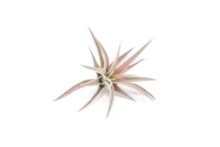 Tillandsia Harrisii Air Plants -Air Plant World Tillandsia Air Plant Harrisii 2 2 21379f99 b1a4 4460 8eec 58b0d22a4a74