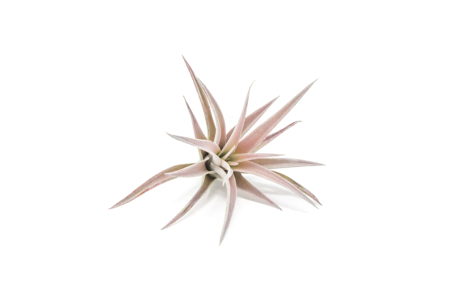 The Elegant Collection Of Tillandsia Air Plants 4 The Elegant Collection Of Tillandsia Air Plants - Image 4