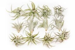 SALE - Tillandsia Harrisii Air Plants - Set Of 10, 15, Or 20 - 60% Off