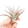 Tillandsia Harrisii Air Plants