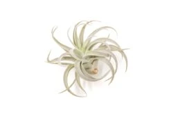 Large Tillandsia Air Plant Variety Pack - 5 Big Plants -Air Plant World Tillandsia Air Plant Harrisii 4 745bf44a 7a71 4dea a5b4 e427d8041ef0