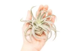 Large Tillandsia Air Plant Variety - Set Of 10, 15, Or 20 - 40% Off -Air Plant World Tillandsia Air Plant Harrisii 5 3fe65971 f810 434e 9baf a9e571be8589