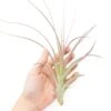Tillandsia Heather's Blush Air Plant