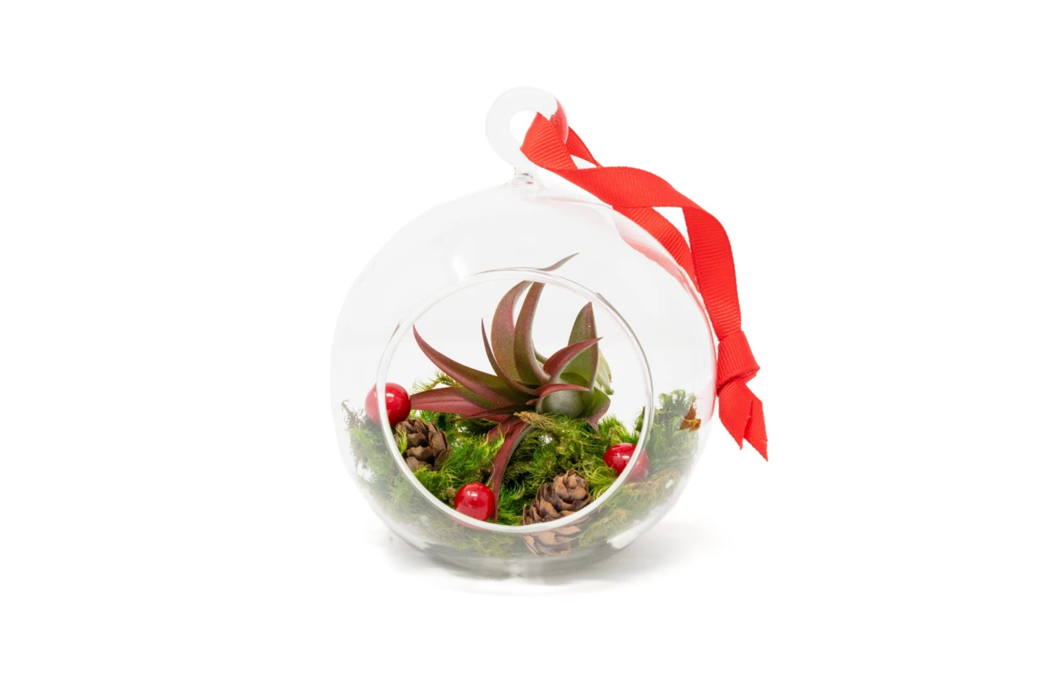 Festive Forest Terrarium/Ornaments With Custom Air Plant 2 Festive Forest Terrarium/Ornaments With Custom Air Plant - Image 2
