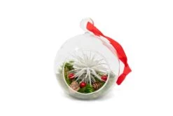 Festive Forest Terrarium/Ornaments With Custom Air Plant 5 Festive Forest Terrarium/Ornaments With Custom Air Plant -Air Plant World Tillandsia Air Plant Holiday Gift Terrarium Festive
