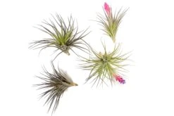 Tillandsia Stricta 'Midnight' Hybrid Air Plants -Air Plant World Tillandsia Air Plant Houston 1