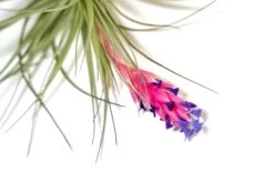 Tillandsia Stricta 'Midnight' Hybrid Air Plants -Air Plant World Tillandsia Air Plant Houston 3 2