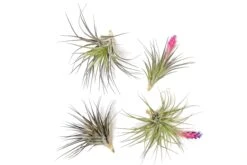 Tillandsia Stricta 'Midnight' Hybrid Air Plants -Air Plant World Tillandsia Air Plant Houston 4