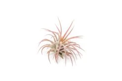 [IN BLUSH NOW!] Tillandsia Ionantha Fuego Air Plants -Air Plant World Tillandsia Air Plant Ionantha Fuego 1