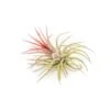 [IN BLUSH NOW!] Tillandsia Ionantha Fuego Air Plants