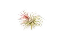 [IN BLUSH NOW!] Tillandsia Ionantha Fuego Air Plants
