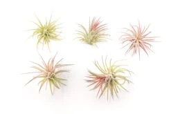 [IN BLUSH NOW!] Tillandsia Ionantha Fuego Air Plants -Air Plant World Tillandsia Air Plant Ionantha Fuego 5