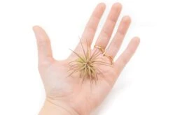 [IN BLUSH NOW!] Tillandsia Ionantha Fuego Air Plants -Air Plant World Tillandsia Air Plant Ionantha Fuego 6