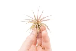 [IN BLUSH NOW!] Tillandsia Ionantha Fuego Air Plants -Air Plant World Tillandsia Air Plant Ionantha Fuego 7