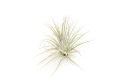 SALE - The Yucatan Collection Of Tillandsia Air Plants - Set Of 10 Or 20 - 50% Off -Air Plant World Tillandsia Air Plant Ionantha Guatemala 1 6267e037 3ca7 41a5 94a6 4cdd745eb6bd 1