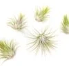 SALE - Tillandsia Ionantha Guatemala Air Plants - Set Of 10, 20 Or 50 Air Plants - 70% Off
