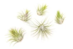 Set Of 3 Or 5 Tillandsia Ionantha Guatemala Air Plants - Save Up To 25% -Air Plant World Tillandsia Air Plant Ionantha Guatemala 4 e53fdfe1 063c 4cf8 bbd8 6fff493df343