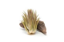 SALE - Tillandsia Ionantha Guatemala "Macho" Air Plants - Set Of 5 Or 10 - 30% Off -Air Plant World Tillandsia Air Plant Ionantha Macho 1 62200b30 dec3 4487 af79 c429efaeeb22