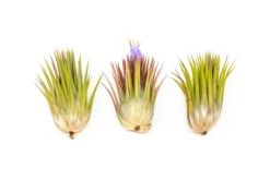 Tillandsia Ionantha Guatemala "Macho" Air Plant -Air Plant World Tillandsia Air Plant Ionantha Macho 3