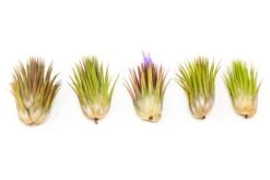 Tillandsia Ionantha Guatemala "Macho" Air Plant -Air Plant World Tillandsia Air Plant Ionantha Macho 4
