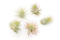 Large Tillandsia Ionantha Rubra Air Plants -Air Plant World Tillandsia Air Plant Ionantha Rubra 1 1