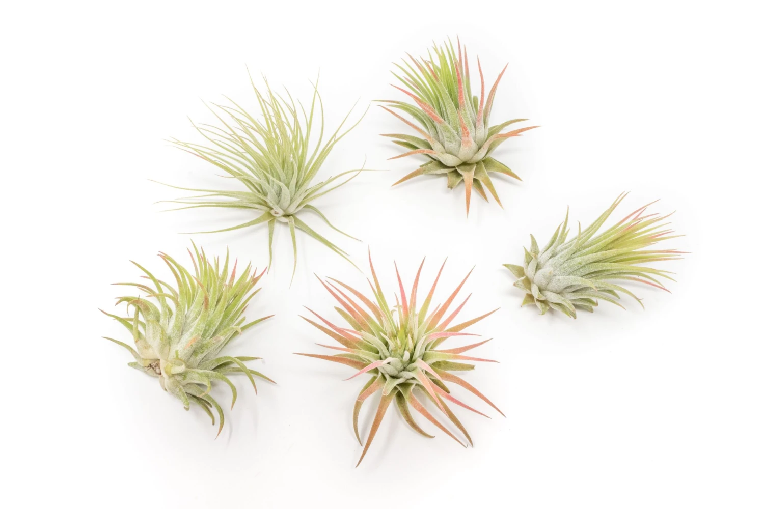 SALE - Tillandsia Ionantha Rubra Air Plants - Set Of 10 Or 20 - 40% Off 1 SALE - Tillandsia Ionantha Rubra Air Plants - Set Of 10 Or 20 - 40% Off