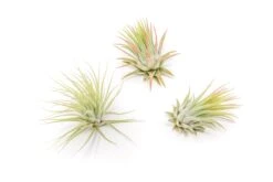 Tillandsia Ionantha Rubra Air Plants -Air Plant World Tillandsia Air Plant Ionantha Rubra 2 1
