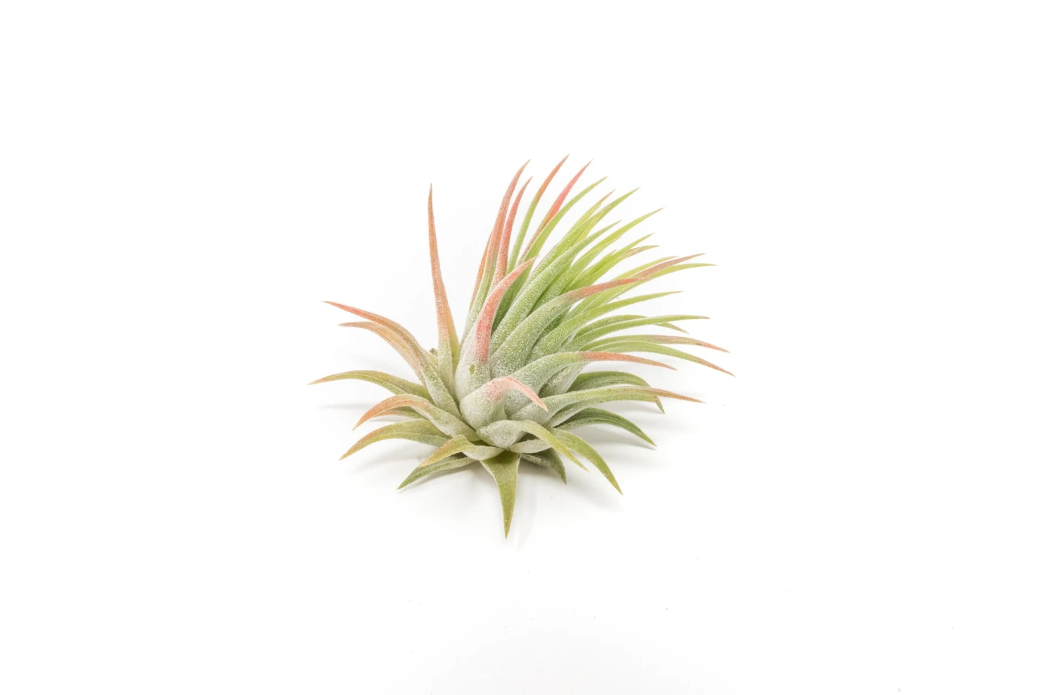 SALE - Tillandsia Ionantha Rubra Air Plants - Set Of 10 Or 20 - 40% Off 3 SALE - Tillandsia Ionantha Rubra Air Plants - Set Of 10 Or 20 - 40% Off - Image 3