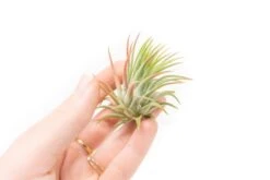 SALE - Tillandsia Ionantha Rubra Air Plants - Set Of 10 Or 20 - 40% Off 7 SALE - Tillandsia Ionantha Rubra Air Plants - Set Of 10 Or 20 - 40% Off -Air Plant World Tillandsia Air Plant Ionantha Rubra 4